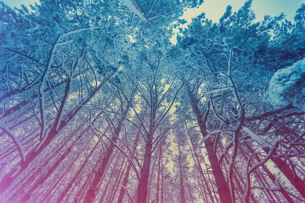 冬の雪に覆われた松林 — ストック写真