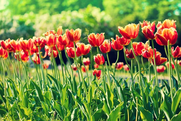 Terry tulpen bloeien in het park — Stockfoto