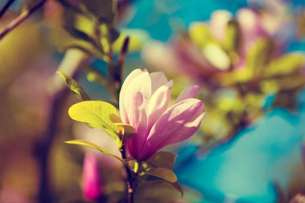 Magnolia λουλούδι ανθίζει — Φωτογραφία Αρχείου