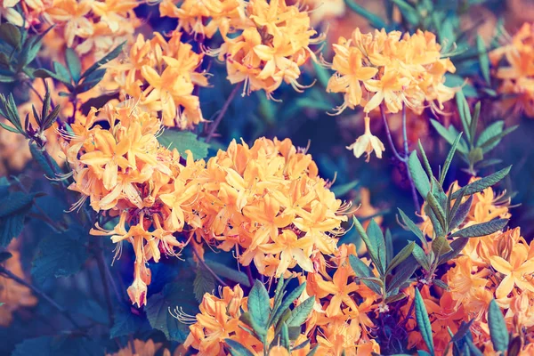 Rosafarbene Rhododendronblüten — Stockfoto