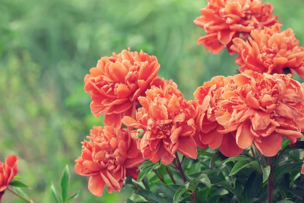 Çiçek açması Peonies çiçekler — Stok fotoğraf