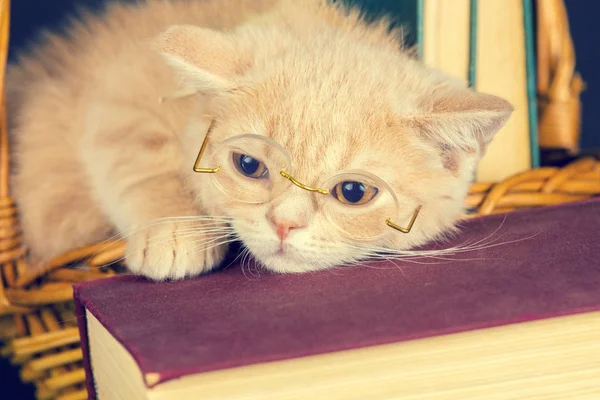Kleines Kätzchen mit Brille — Stockfoto
