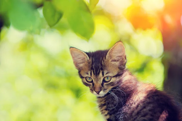 Gatto seduto in giardino — Foto Stock