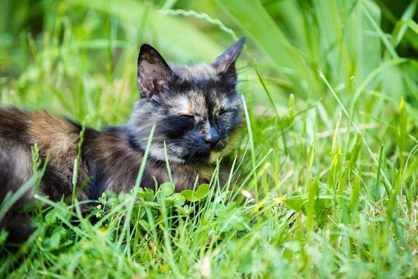 Kot śpi na trawie — Zdjęcie stockowe