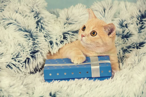 Kätzchen liegt auf dem blauen Geschenkkarton — Stockfoto