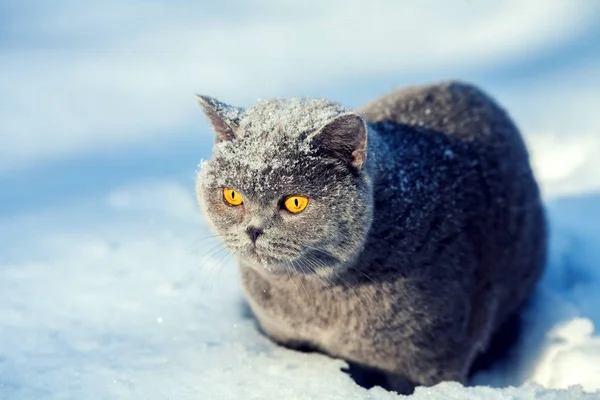 Gato sentado na neve profunda — Fotografia de Stock