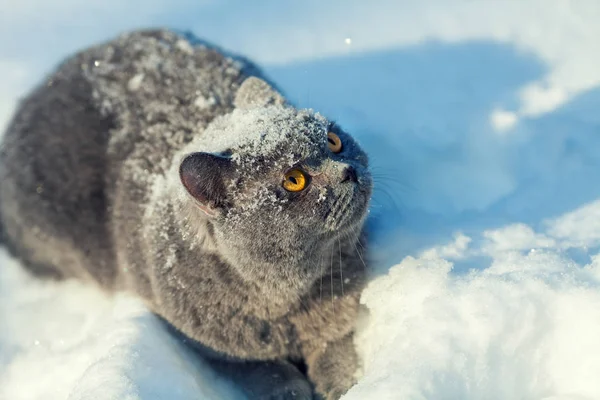Gatto seduto nella neve profonda — Foto Stock