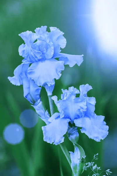 Blauw vintage iris bloemen — Stockfoto