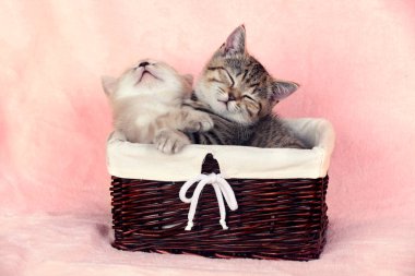 Bir sepet içinde uyuyan iki yavru kedi