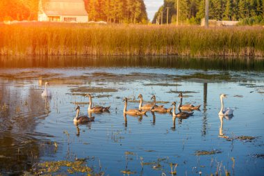 Nehirde yüzmeye Kuğu
