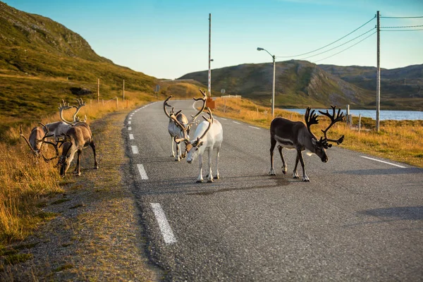 Deer walking along the road — Stock Photo, Image