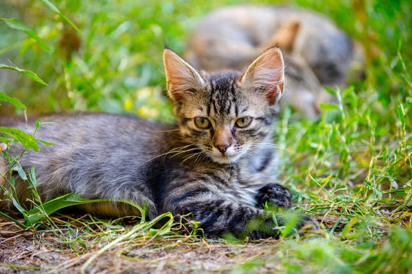 Yavru kedi çim üzerinde yalan — Stok fotoğraf