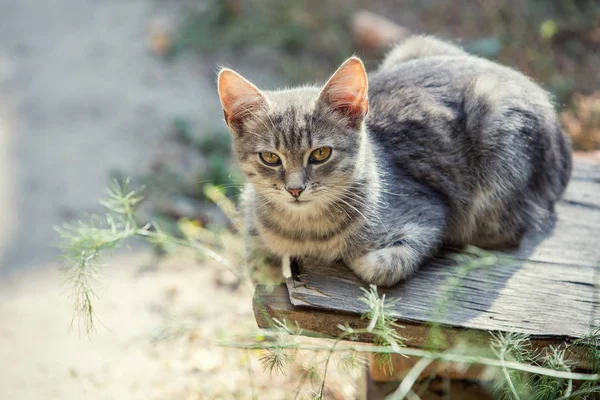 Kattunge avkopplande i trädgården — Stockfoto