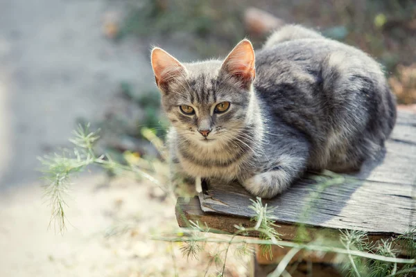 Gatinho relaxante no jardim — Fotografia de Stock