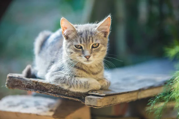 Котенок расслабляется в саду — стоковое фото
