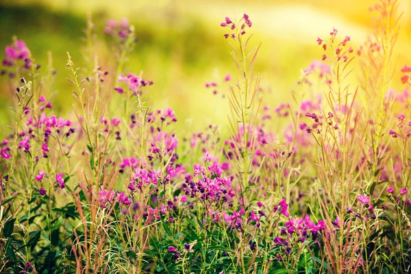 莎莉鲜花盛开 — 图库照片