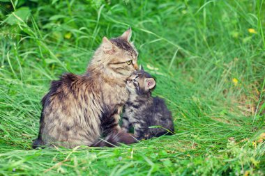 Küçük kedi yavrusu ile anne kedi