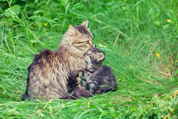 Mom cat with little kitten — Stock Photo, Image