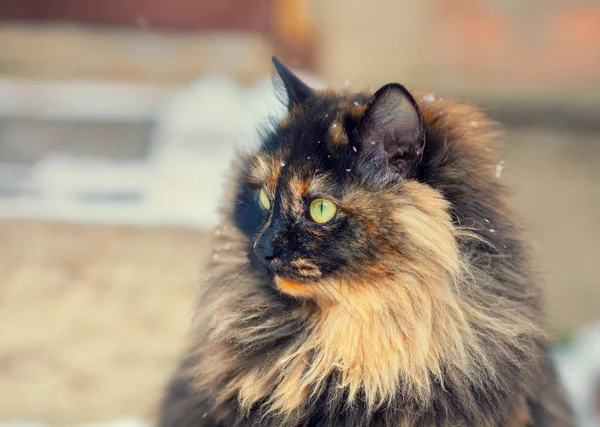 Portrait of siberian cat — Stock Photo, Image