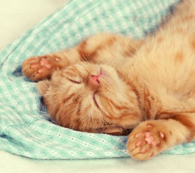 Uyuyan kedicik portresi