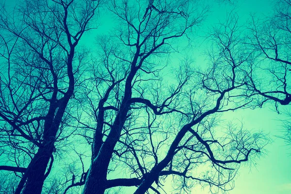 Ağaçlar siluetleri gökyüzü karşı