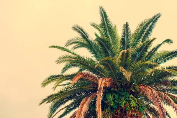 Palm tree krone — Stockfoto