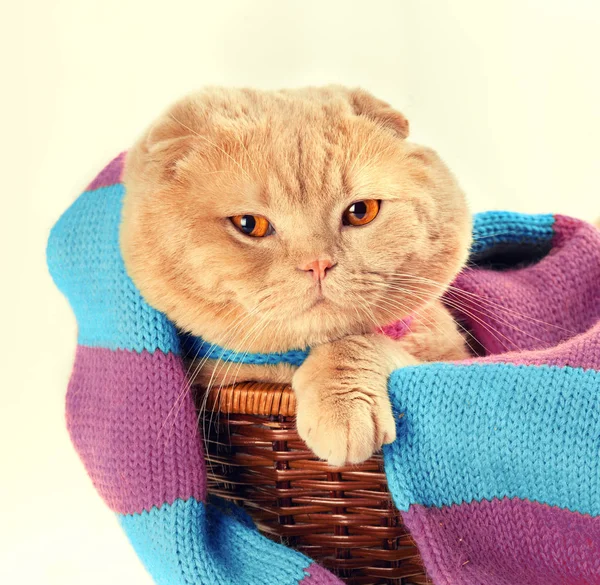 Chat portant une écharpe tricotée — Photo