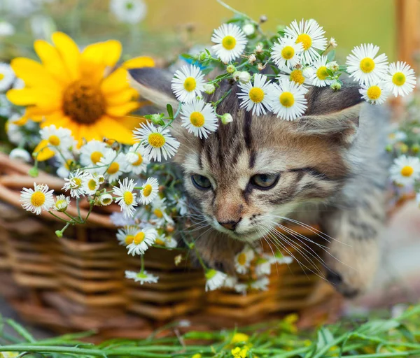 Gatito sentado en la cesta con flores — Foto de Stock