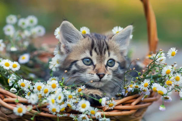 Kattunge som sitter i korgen med blommor — Stockfoto