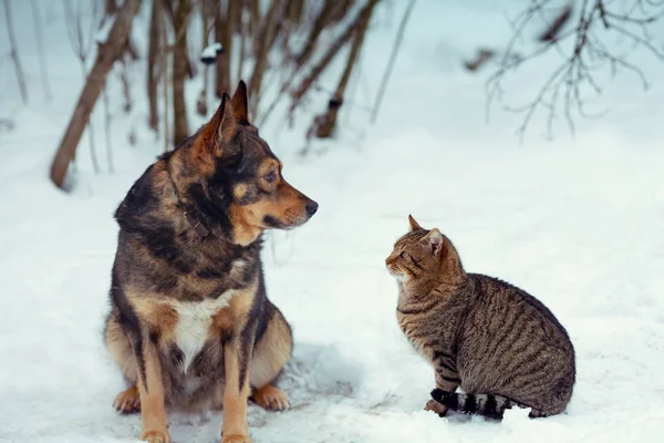 Perro y gato sentados juntos en la nieve — Foto de Stock