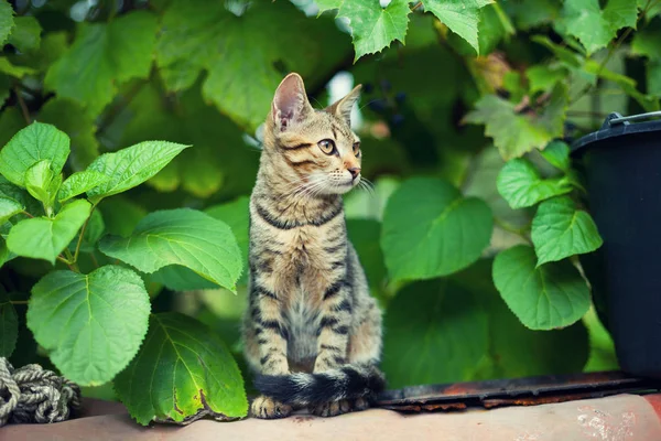 Кошка сидит в саду — стоковое фото