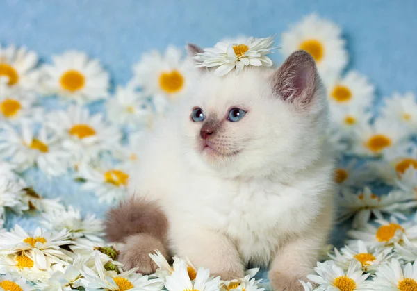 Gatito con flores — Foto de Stock