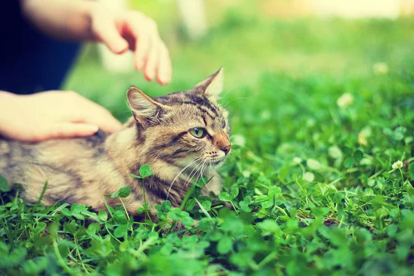 Gato acostado en trébol — Foto de Stock