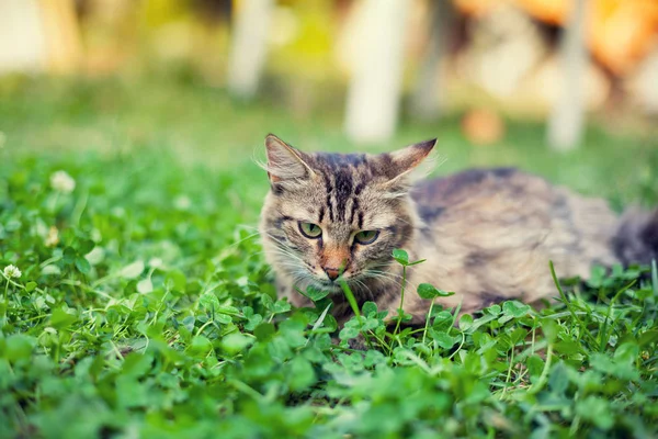 Cat lying in clover — Stock Photo, Image
