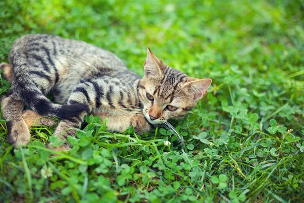 クローバーで横になっている猫 — ストック写真
