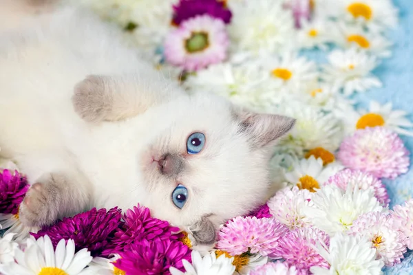 用鲜花的小猫 — 图库照片