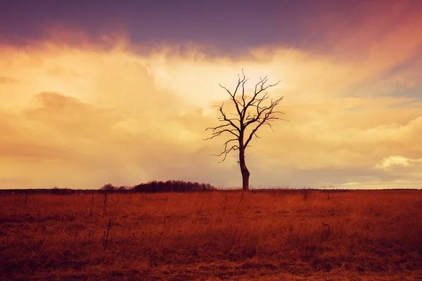 Albero solitario sul campo — Foto Stock