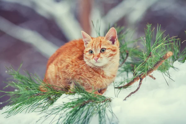 Gatito relajante en el bosque de pinos — Foto de Stock