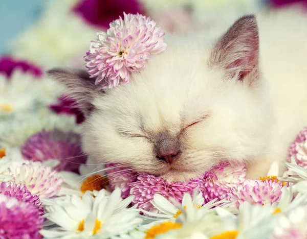 Çiçekler ile yavru kedi — Stok fotoğraf