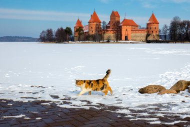 Trakai ada kale karşı yürüyen kedi