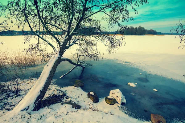 Zamarznięte Jezioro Drzewa Trakai Litwa — Zdjęcie stockowe