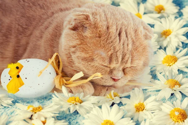 Katt som sover på blommor med påskägg — Stockfoto
