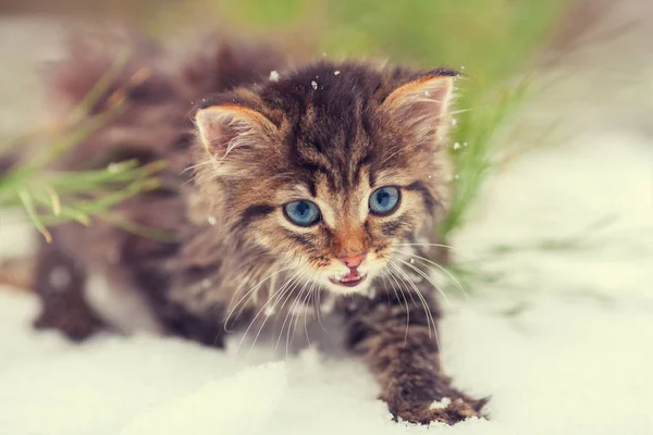 Kitten walking in snow — Stock Photo, Image