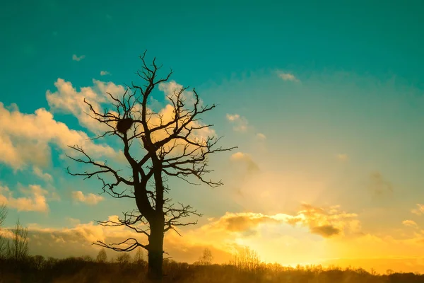 Albero solo senza foglie — Foto Stock