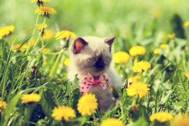 karahindiba çimenlerin üzerinde yürüyüş yavru kedi