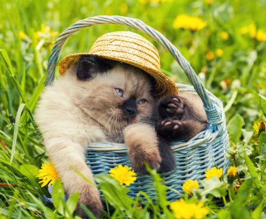 Hasır Şapkalı kedi yavrusu