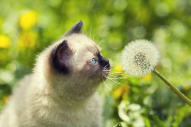 karahindiba çimenlikte yavru kedi