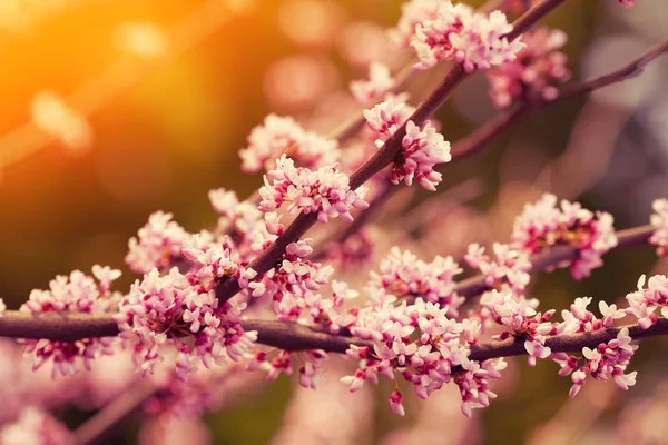 Ramo de maçã florescente — Fotografia de Stock