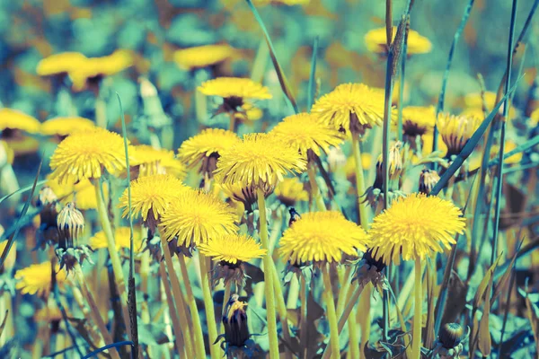 Tarassaco giallo sul prato — Foto Stock