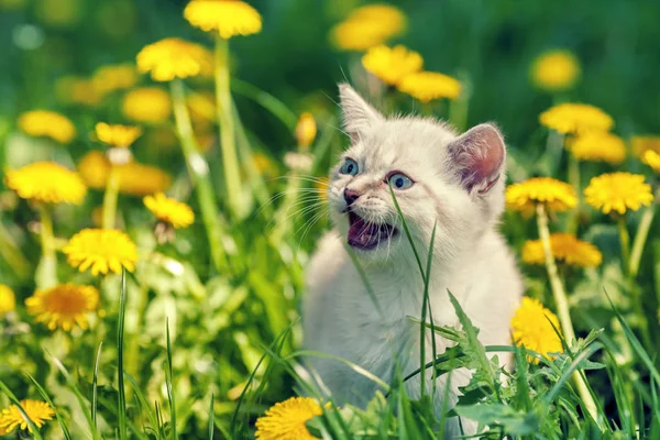 Kattunge promenader på maskros gräsmatta — Stockfoto